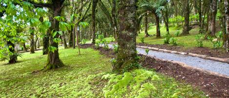 A forested area with a dirt path and moss-covered ground.