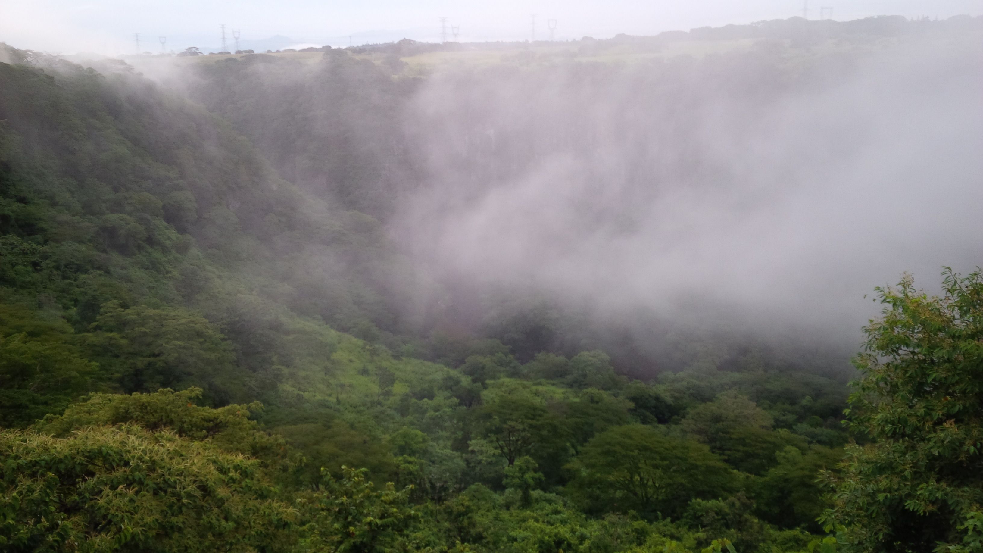 Un bosque denso con un valle y líneas eléctricas al fondo.