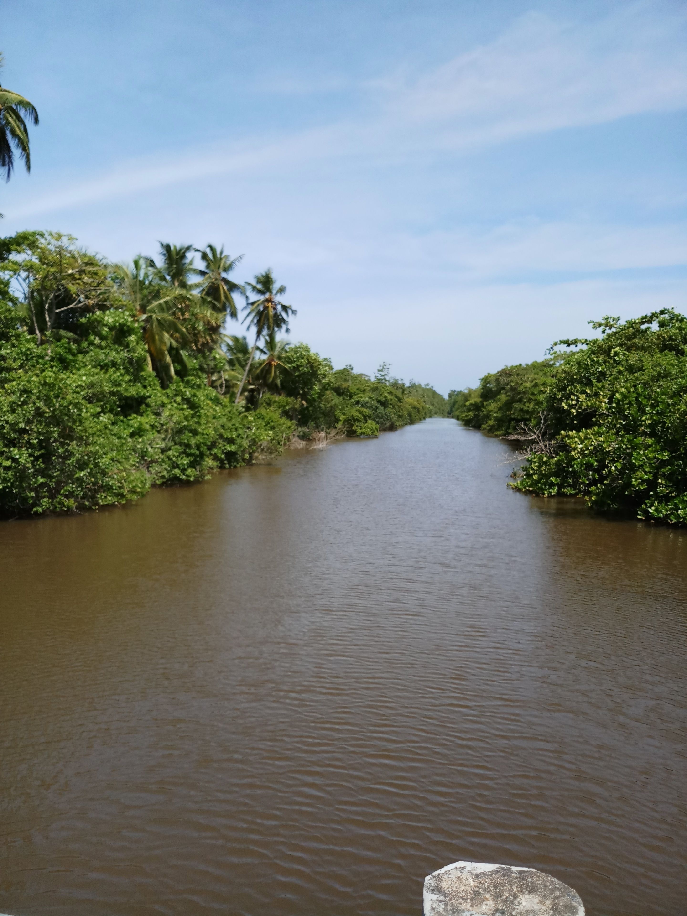 A river flanked by dense greenery and palm trees, with a clear sky above.