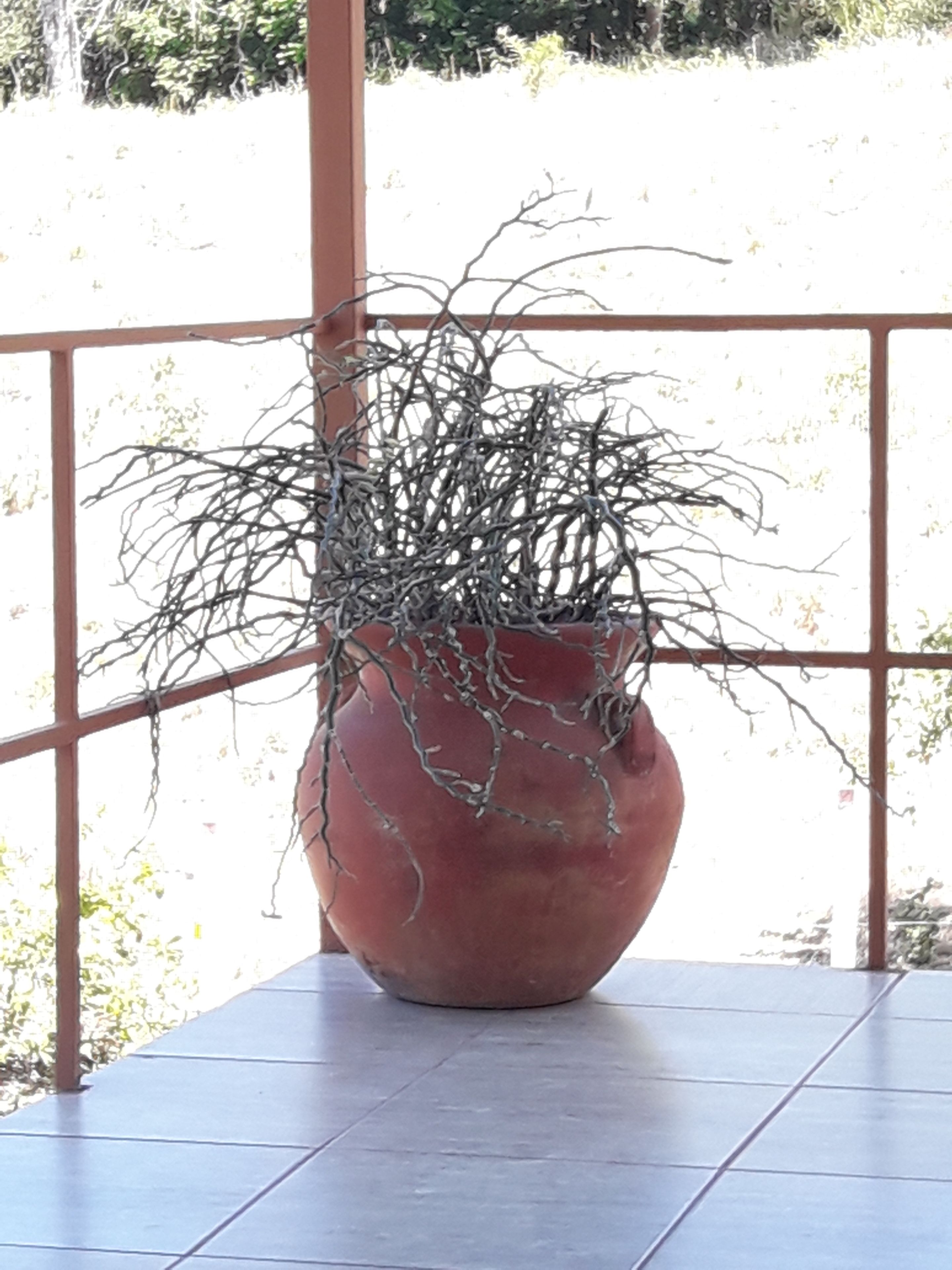 Una planta en maceta sobre una superficie de baldosas.