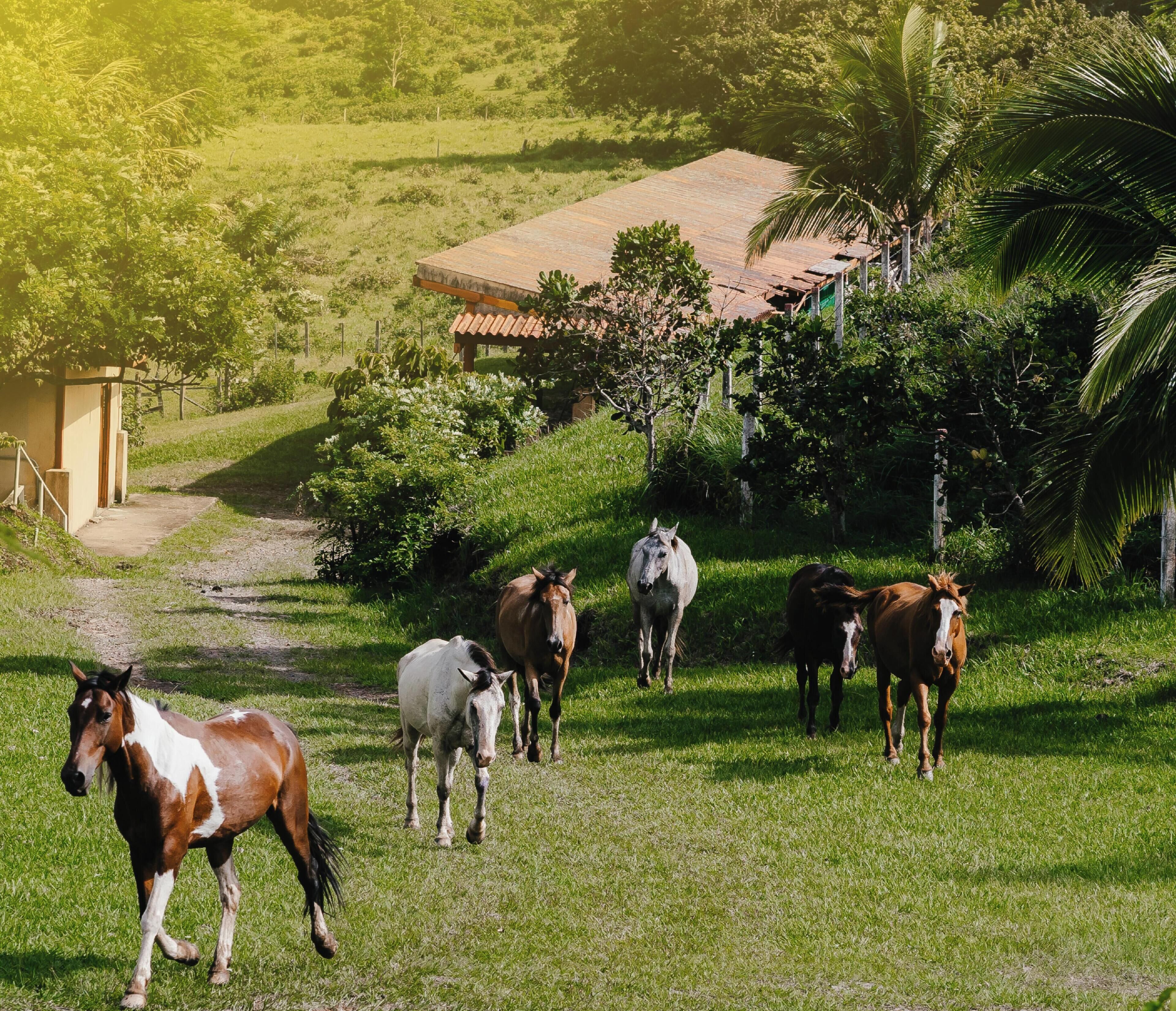 A rural landscape with horses grazing, a building with a tiled roof, and lush greenery.