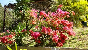 A garden with pink flowers, a palm tree, and a pergola. - Vida Aventura Ranch (Mogote de Bagaces)