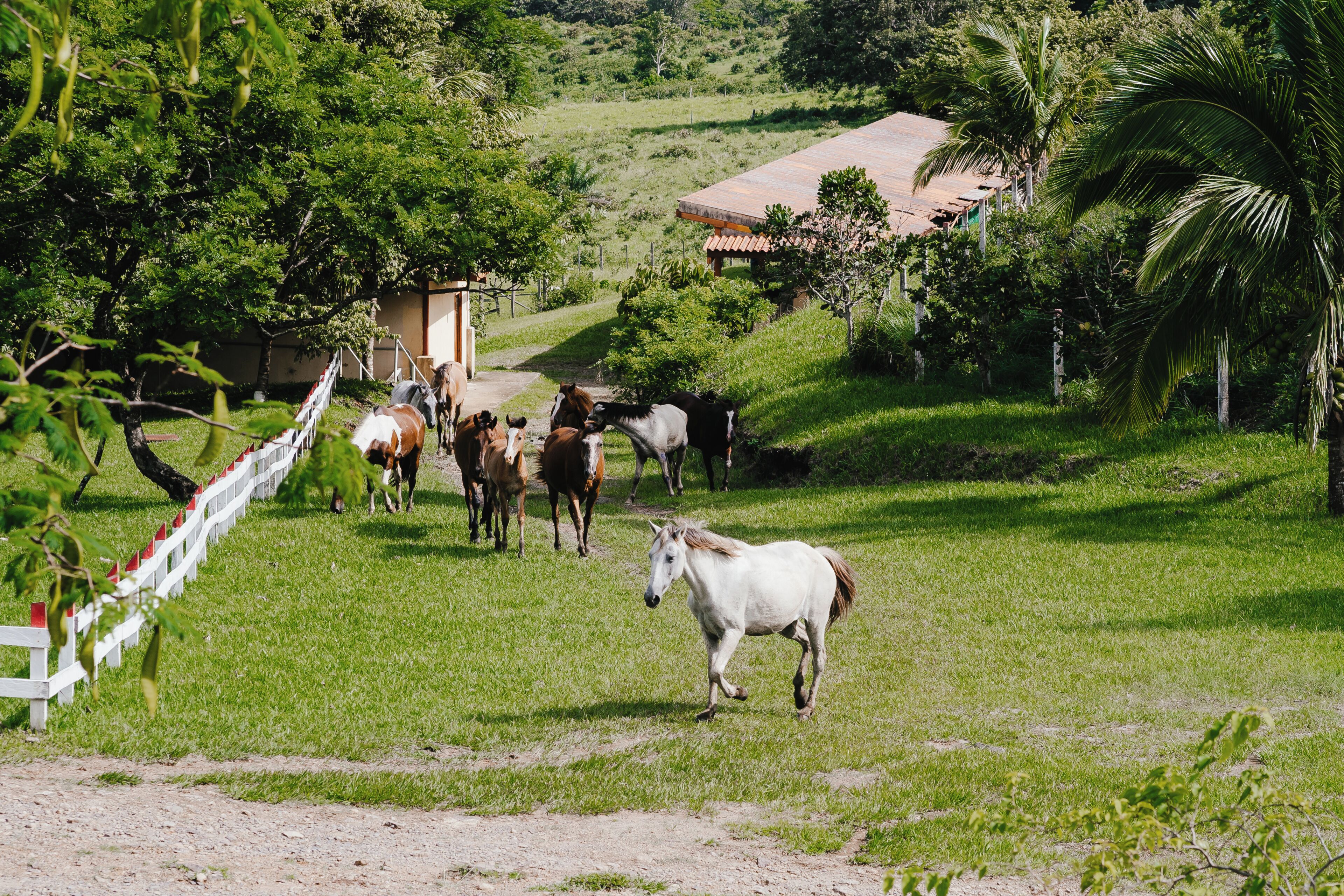 Paisagem rural com um cavalo branco em primeiro plano, um grupo de cavalos ao fundo e um pequeno edifício com telhado vermelho.