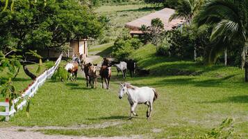 Paisagem rural com um cavalo branco em primeiro plano, um grupo de cavalos ao fundo e um pequeno edifício com telhado vermelho.