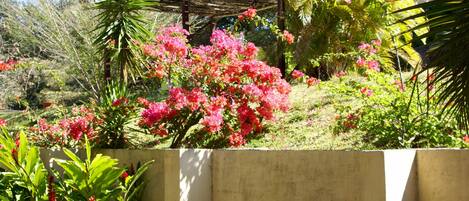A garden with various plants and a pergola structure.