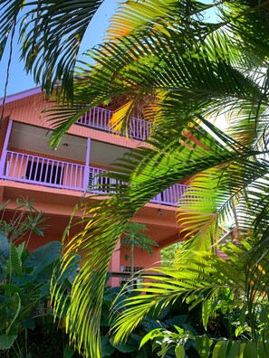 Property grounds - Welcome to the jungle Beach~House & Pool (Rincón)