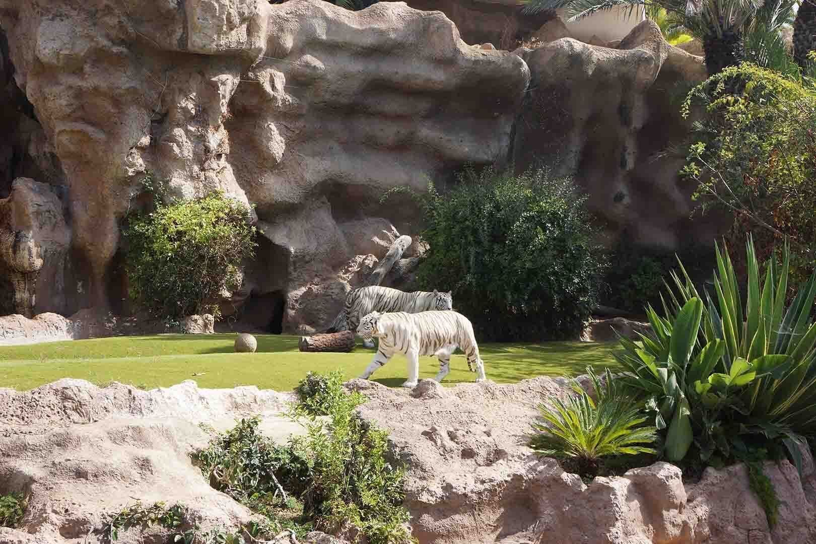 A tiger walking in a rocky enclosure with green grass and plants.