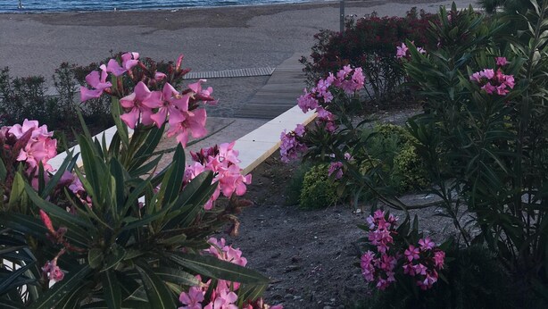 Vista costeira com praia, um deque de madeira e flores cor-de-rosa em primeiro plano.