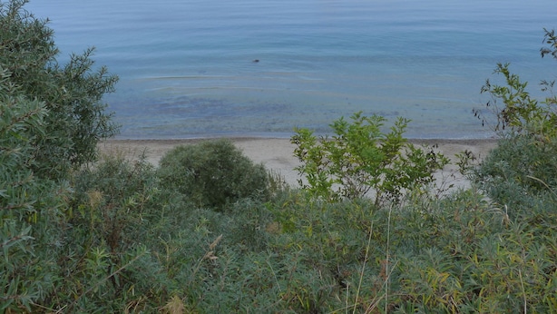 Ein Strand mit klarem Wasser und Vegetation im Vordergrund.