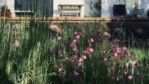 Een tuin met hoge grassen en roze bloemen, voor een gebouw met een groot raam en een deur.