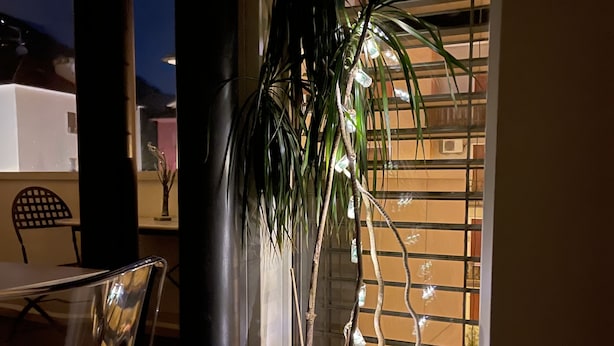 Ruukussa oleva kasvi, jonka vääntynyt runko ja vihreät lehdet ovat valkoisessa ruukussa, ja se on sijoitettu ikkunan lähelle, jossa on sälekaihtimet.