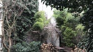 A garden with a wooden bench, dense foliage, and a stone wall.