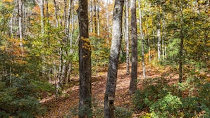 Une zone boisée avec un sentier en bois et une rambarde en bois.