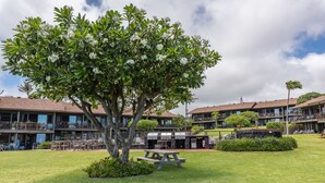 Ein Innenhof mit Picknicktisch, Grill und einem großen Baum.