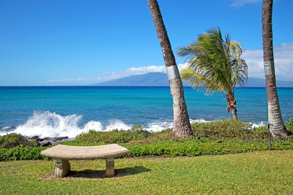 A bench by the ocean with palm trees and a view of the sea.