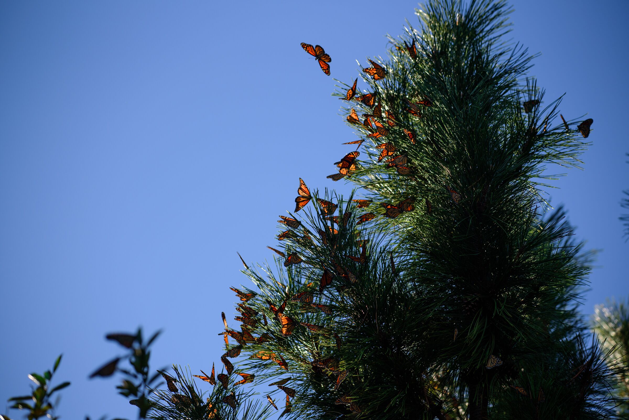 Beach block, fall birding &amp; butterfly weeks available, 150th birthday