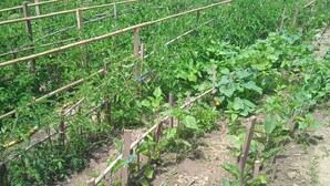 A garden with rows of plants supported by bamboo sticks. - Holiday House Perkic mm (Rab)
