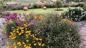 Un jardín con diversas flores y vistas a montañas al fondo.
