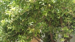 A tree with dense foliage and red flowers in a planter. - Corali Studios (Agios Vasileios)