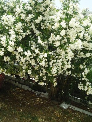 A tree with dense clusters of white flowers and green leaves. - Corali Studios (Agios Vasileios)