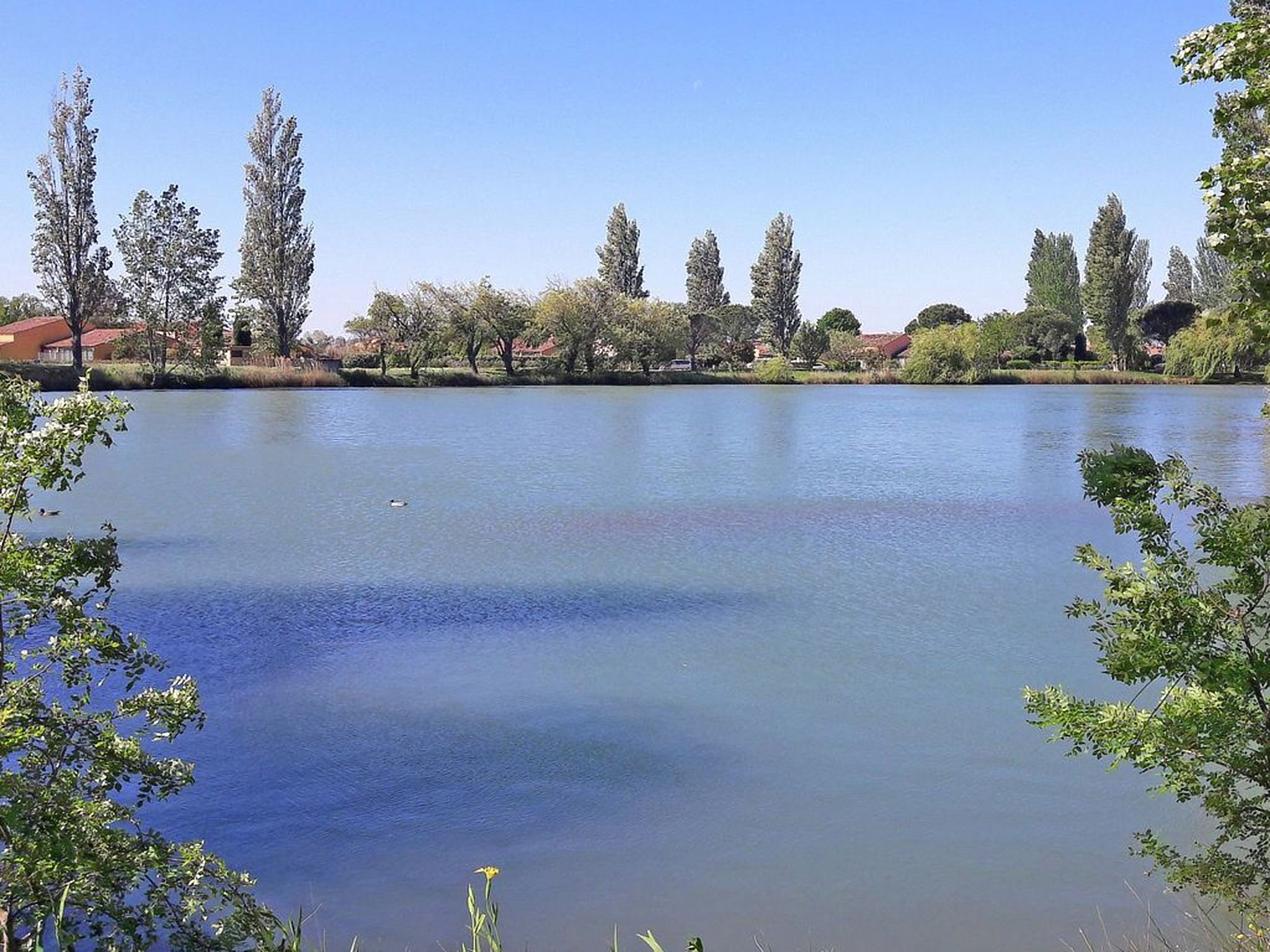 Un lac paisible, avec des arbres et des maisons en arrière-plan.