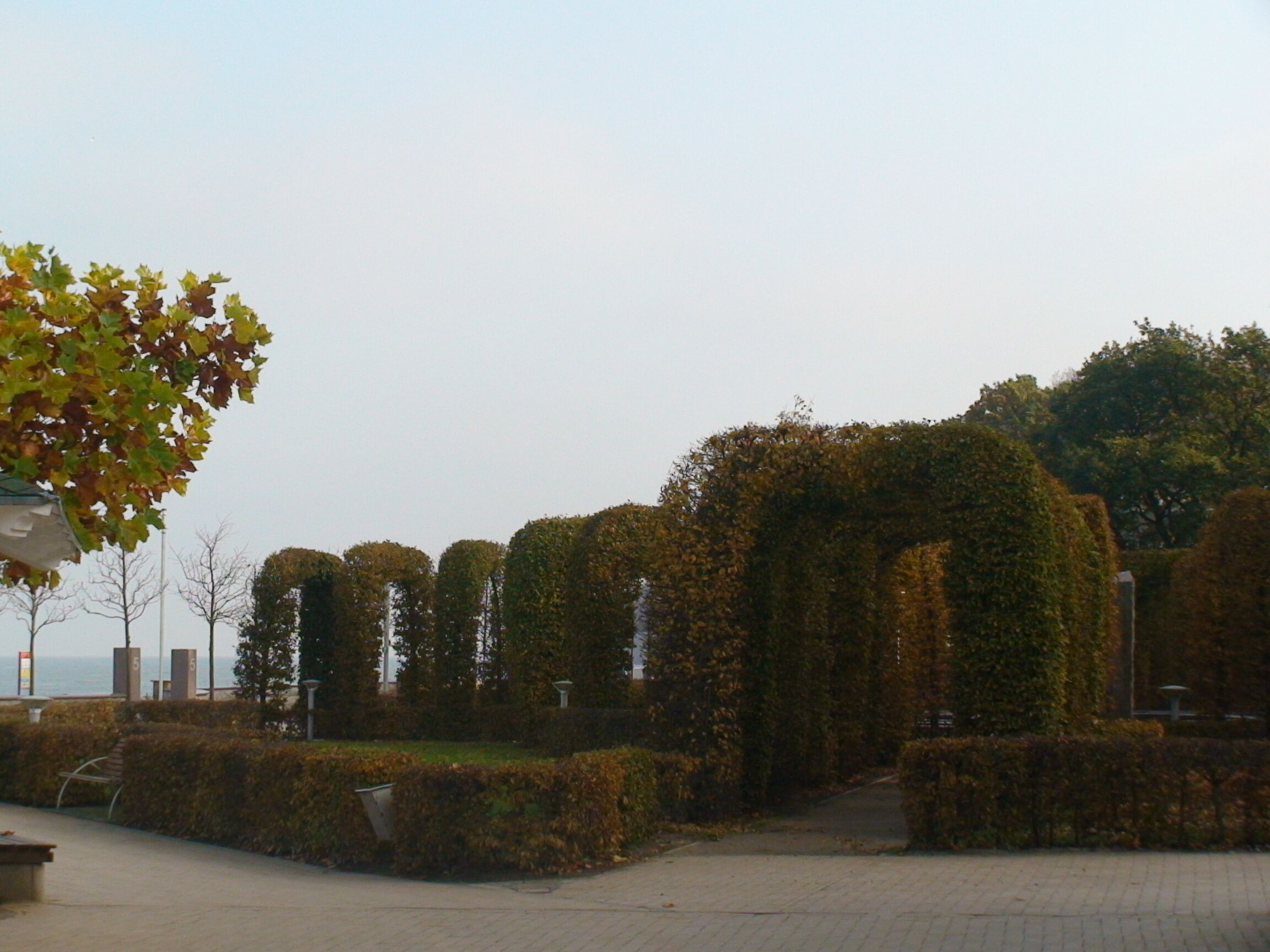 Un espace paysager agrémenté de haies soigneusement taillées et d’un arbre aux feuilles d’automne.