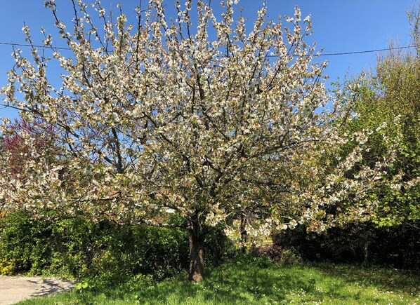 Un árbol con flores blancas en un jardín.