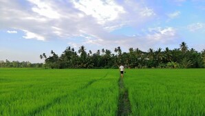 Une personne se promène dans un champ verdoyant, sous un ciel dégagé, avec des palmiers en arrière-plan.