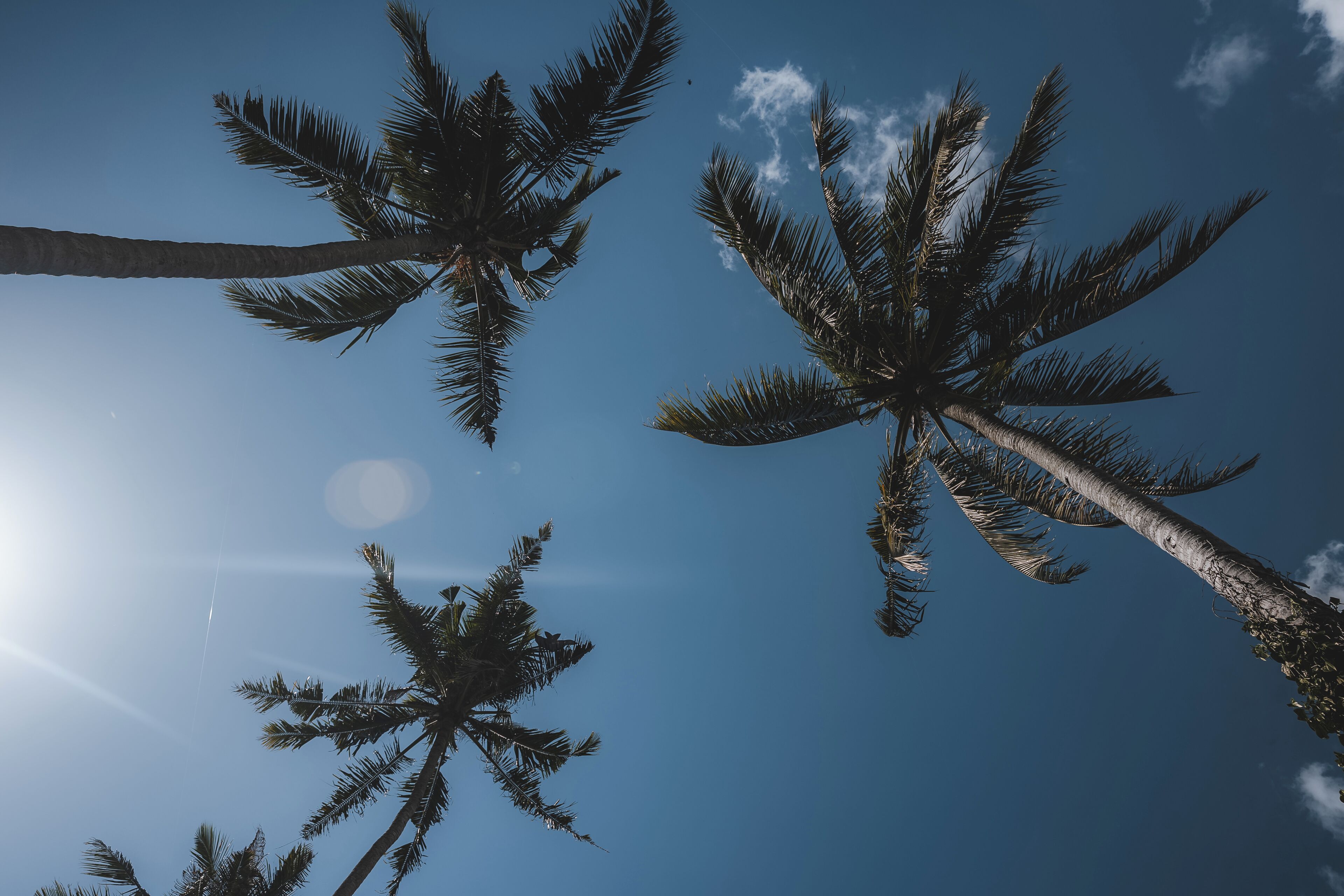 Palm trees against a clear sky.