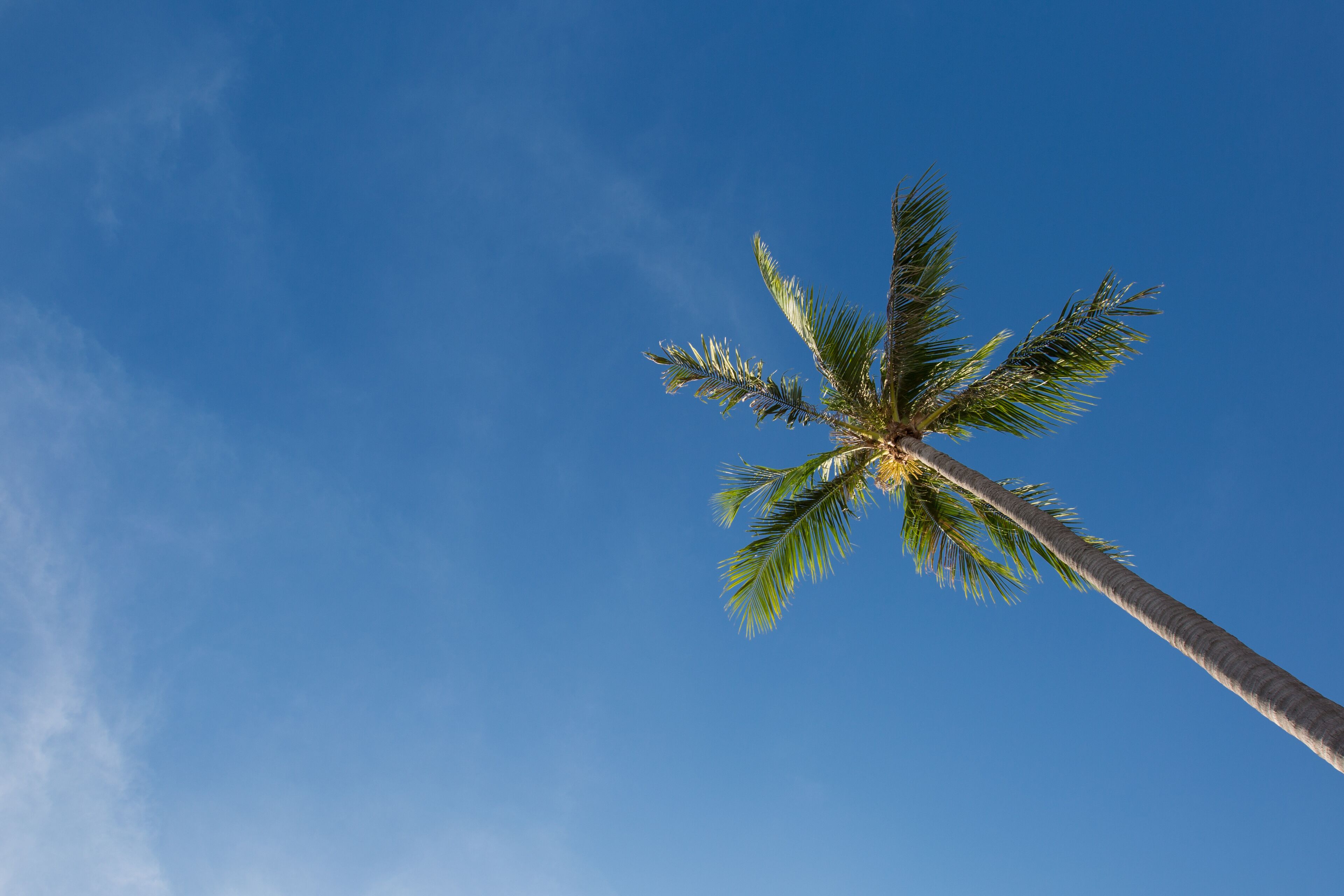 Eine hohe Palmen gegen einen strahlend blauen Himmel.