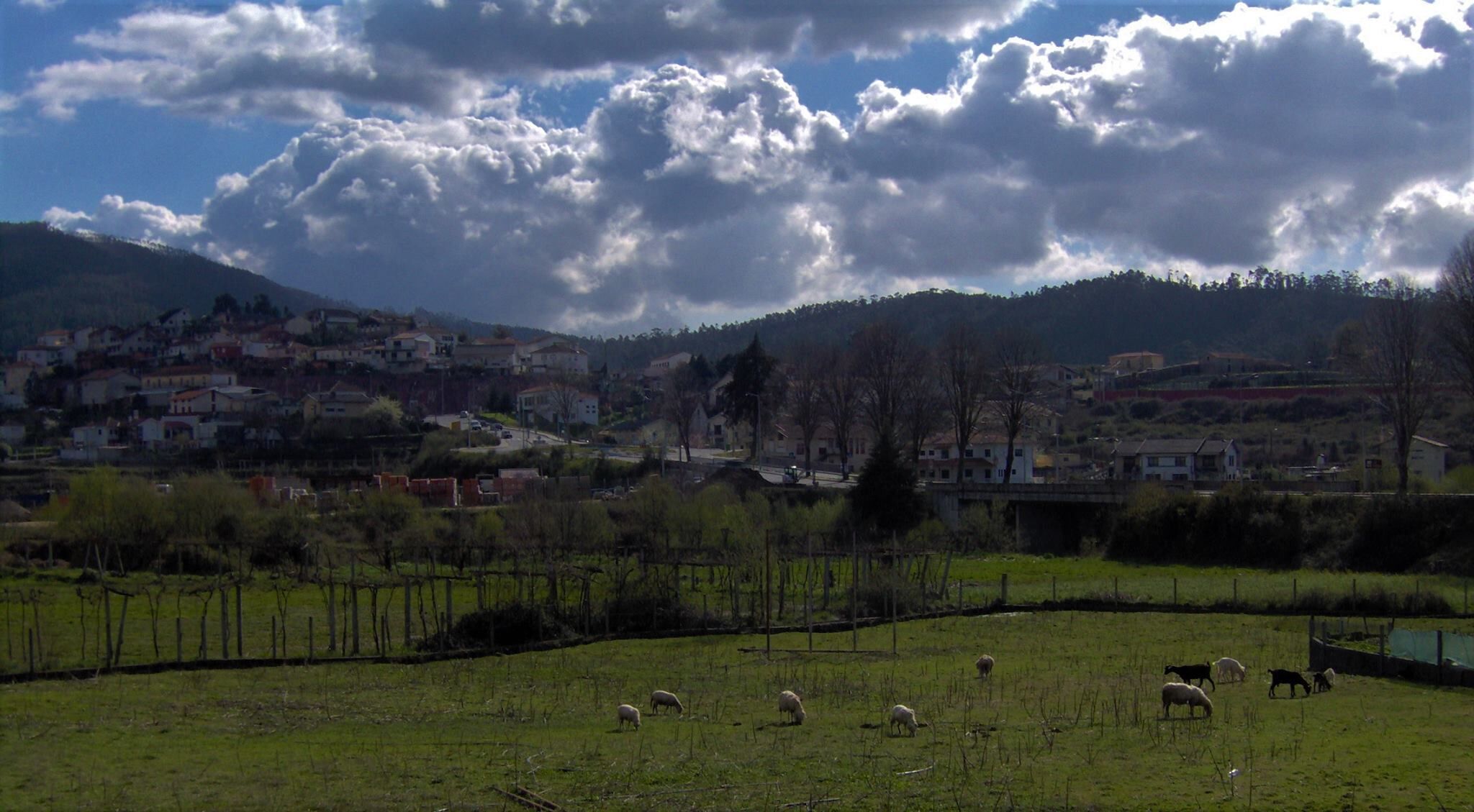 A rural landscape with a field of grazing sheep, a bridge, and a town in the background.