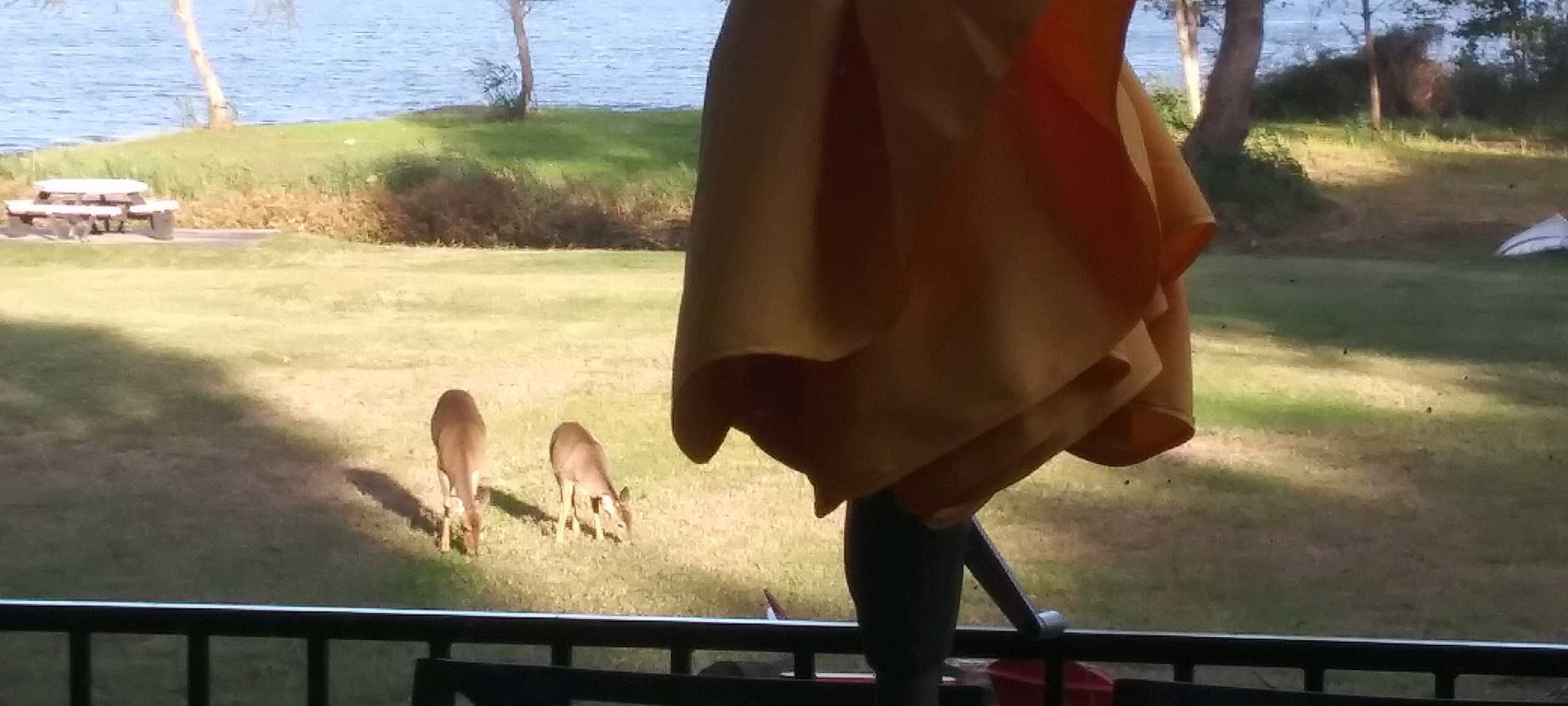 A view of a grassy area with a picnic table and two deer grazing.