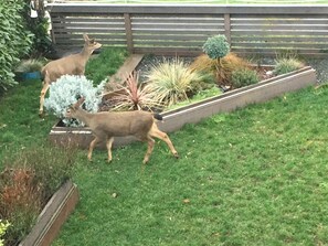 Property grounds - Great Harbor Views, Walk to Victoria Ferry and downtown, Roomy Apartment! (Port Angeles)
