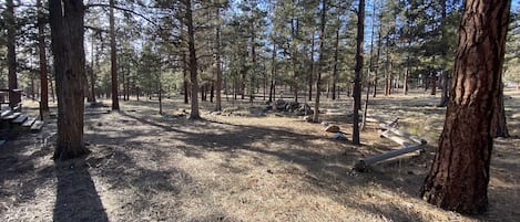 A forested campground with pine trees, a dirt ground, and wooden benches.