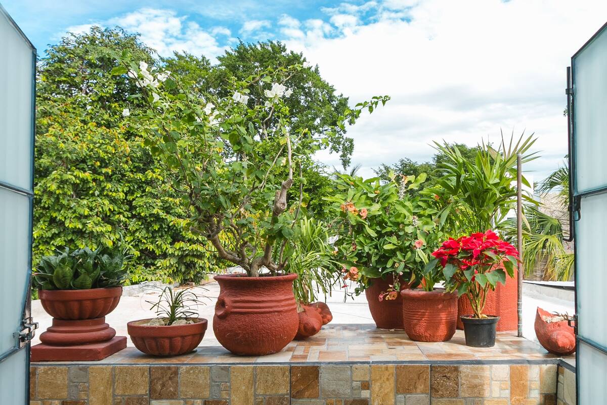 Un balcón con plantas en macetas y vistas a árboles y cielo.
