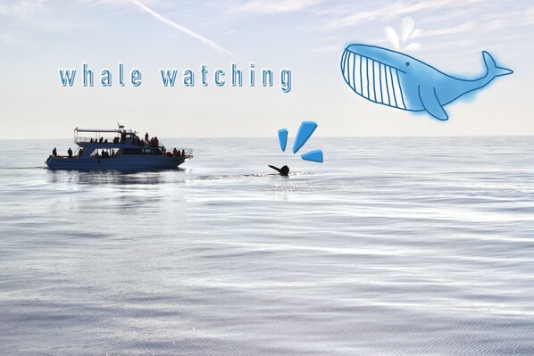 A boat with people on it, labeled "whale watching," and a whale illustration. - Onnason Resort Riora (Onna)