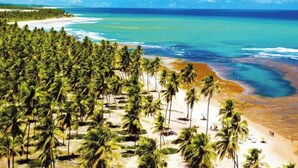 Vista aérea de una playa con palmeras, una orilla arenosa y aguas azules cristalinas.