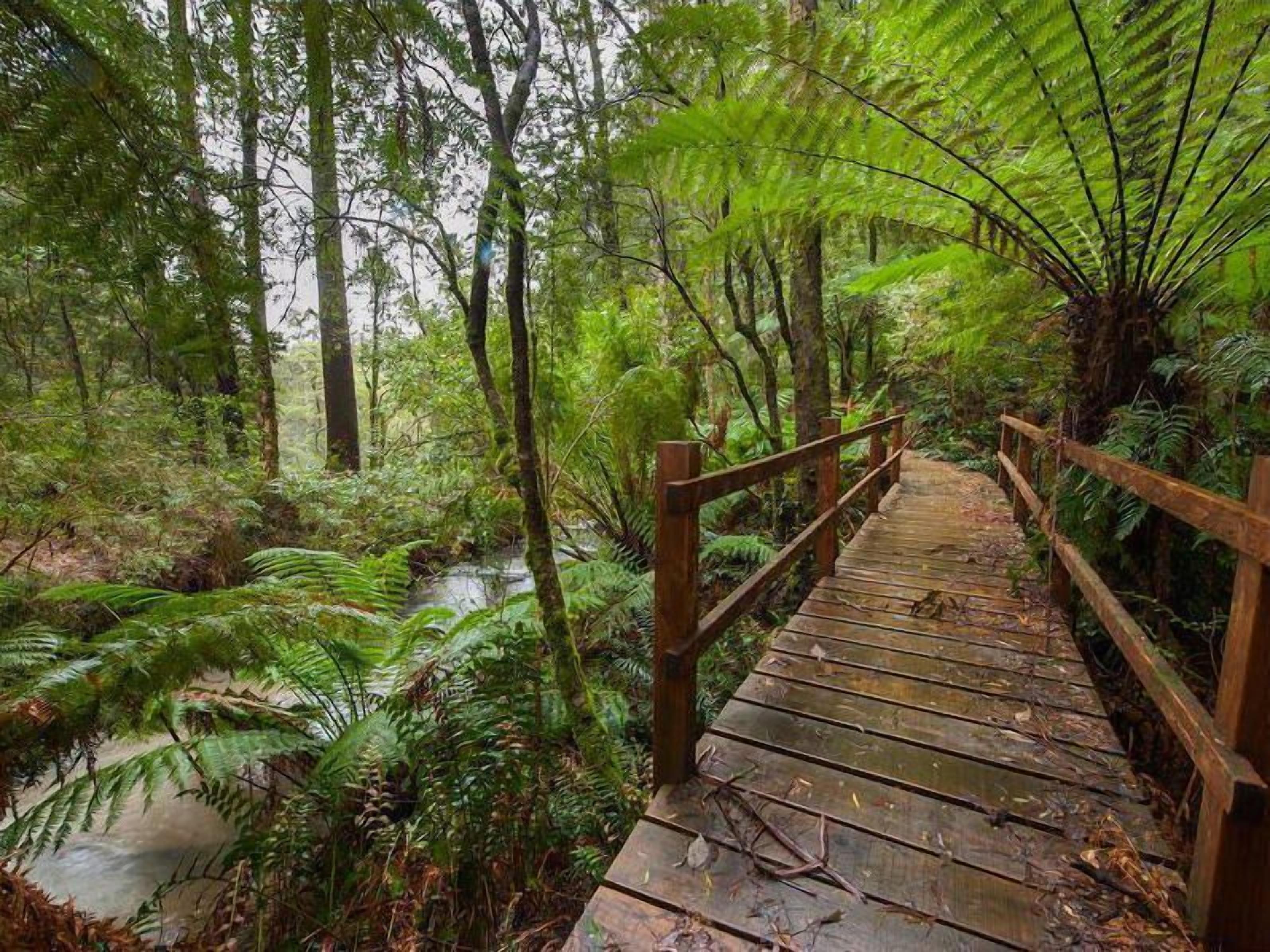A wooden bridge in a forest with ferns and trees.