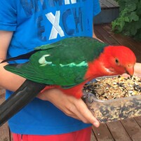 Una persona sostiene un guacamayo colorido con un comedero frente a ella.