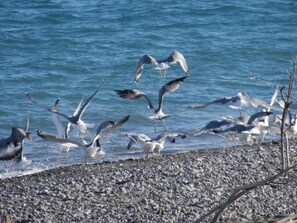 Beach - Casavacanze BioMele (Policoro)