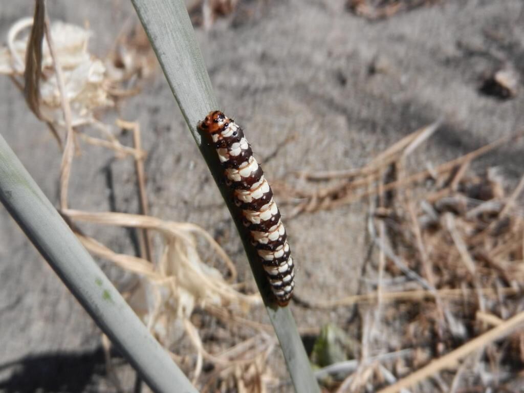 A caterpillar on a plant stem.