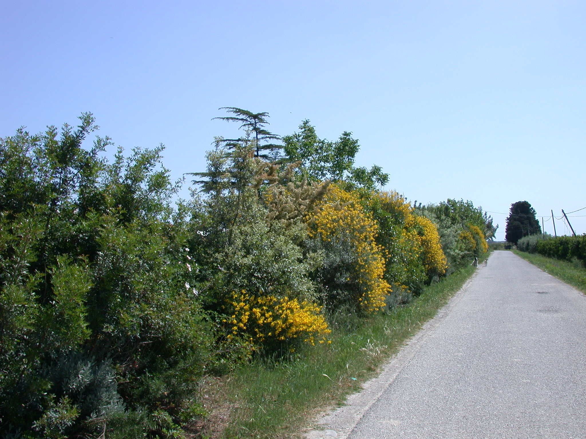 A rural road flanked by dense vegetation and trees.