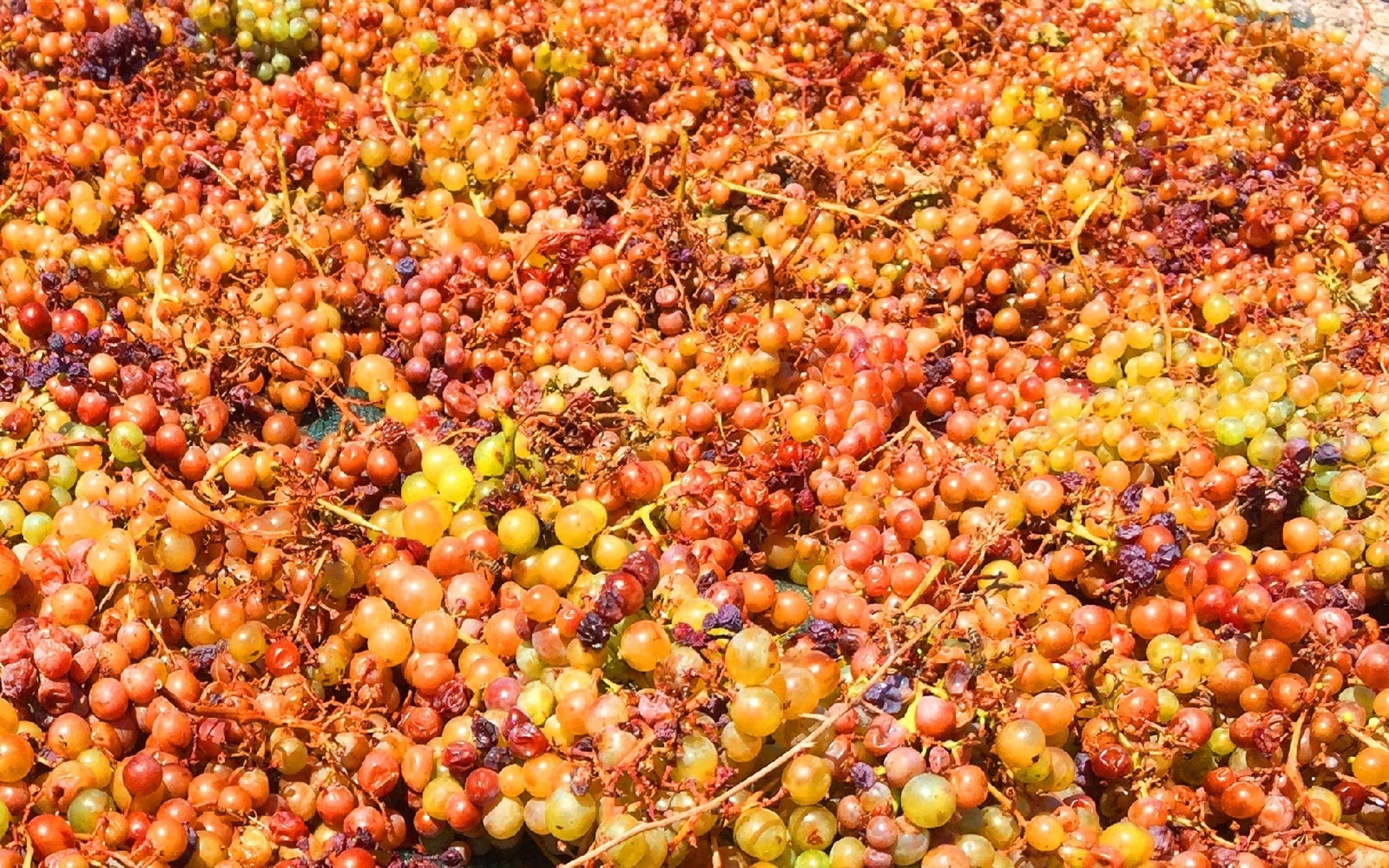 Foto - Ariana Eco Suites Adults Only