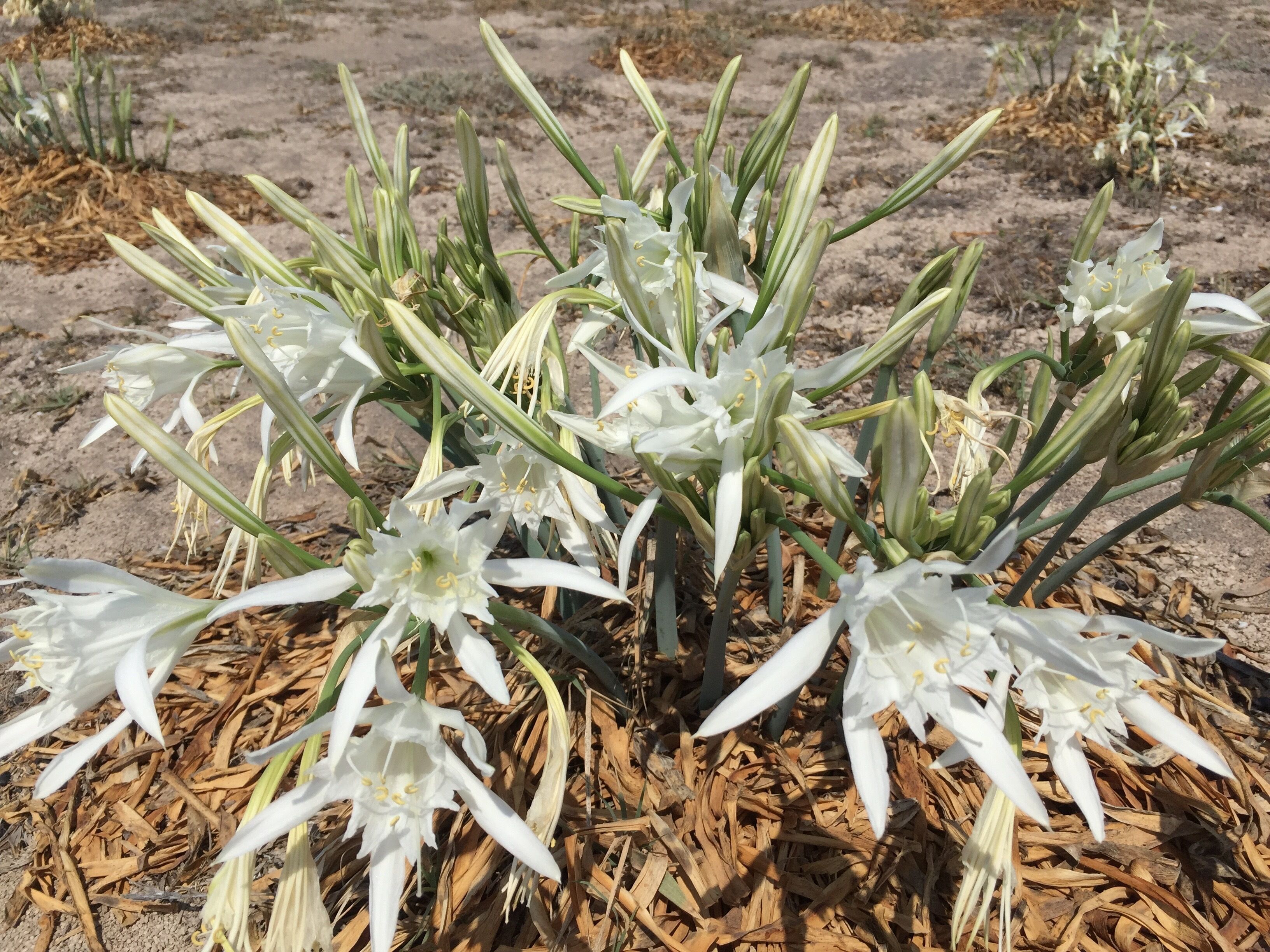 Foto - Ariana Eco Suites Adults Only