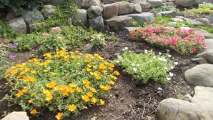 Een tuin met verschillende planten en bloemen, een stenen muur en een houten omheining op de achtergrond.
