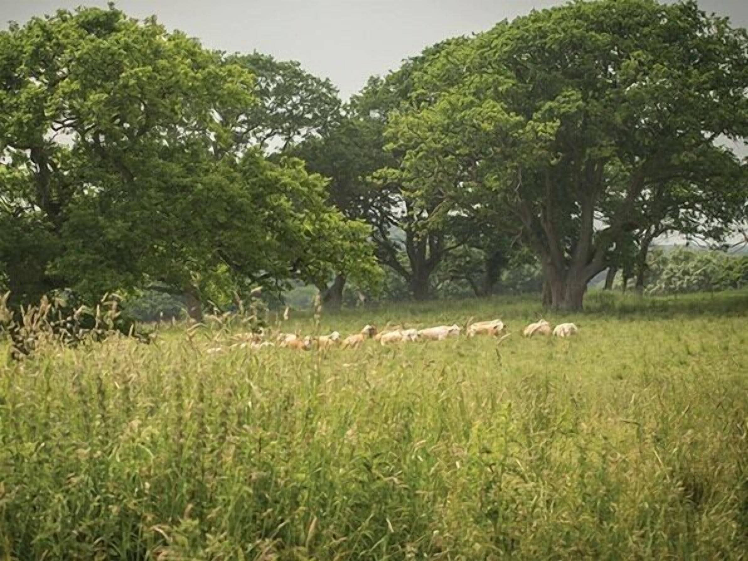 Un rebaño de ovejas pastando en un campo cubierto de hierba, con árboles al fondo.