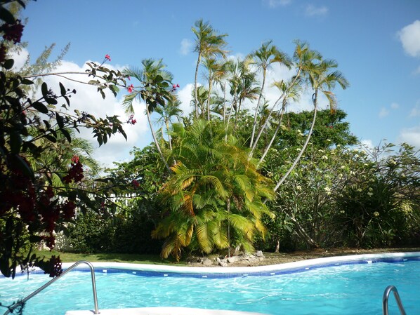 Une piscine entourée d’une végétation luxuriante et de grands palmiers.
