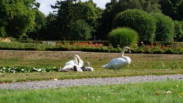 A park with swans and a well-maintained garden.