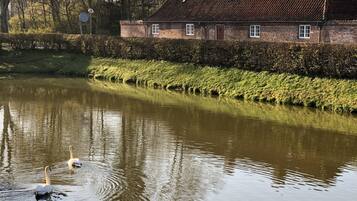 Un río tranquilo con cisnes, una casa de ladrillo con techo de tejas y un seto a lo largo de la orilla.