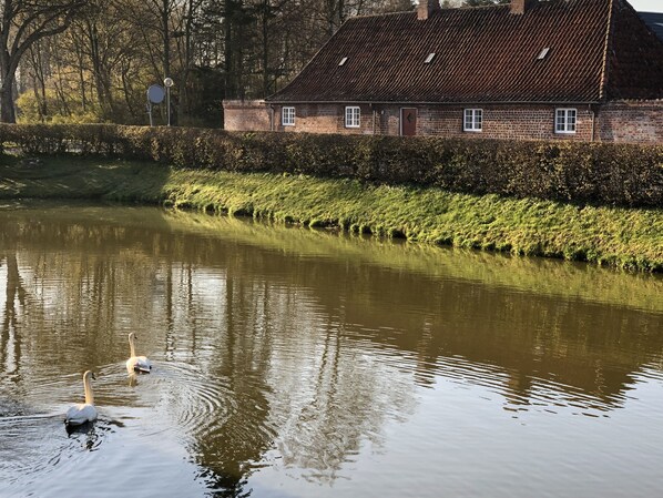 Un río tranquilo con cisnes, una casa de ladrillo con techo de tejas y un seto a lo largo de la orilla.